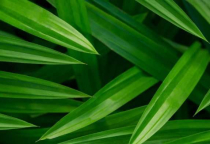 12 cách khử mùi xe hơi và vệ sinh khử mùi nội thất ô tô