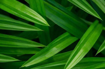 12 cách khử mùi xe hơi và vệ sinh khử mùi nội thất ô tô